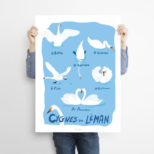 Cygnes du Léman – Image 3