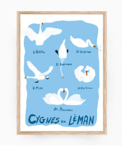 Affiche Cygnes du Léman