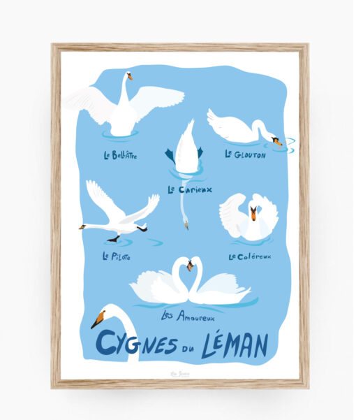 Cygnes du Léman