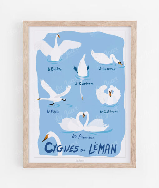 Cygnes du Léman