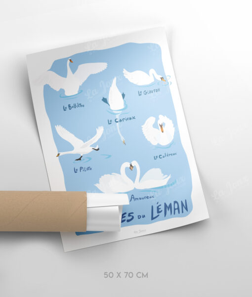 Cygnes du Léman – Image 4